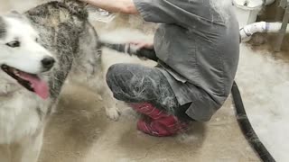 De-Shedding a Husky Leaves Room Full of Fluff