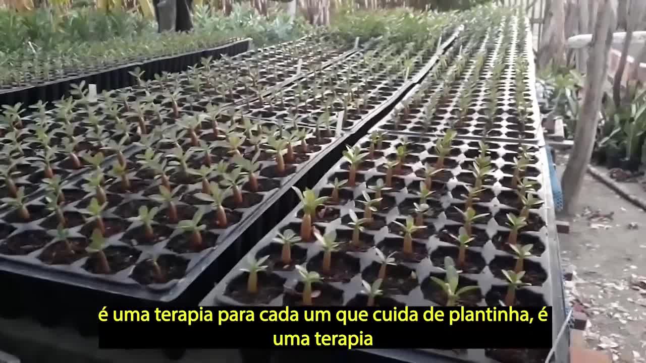 Novas Plantações de Rosa do Deserto