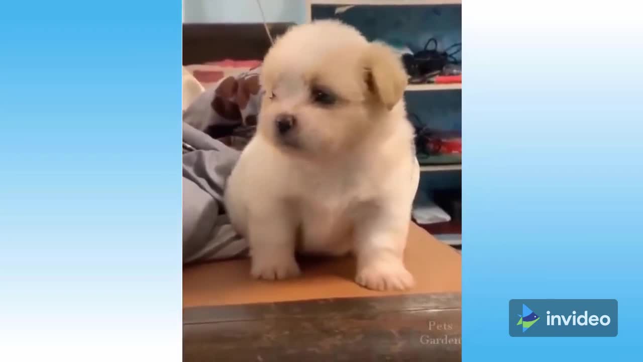 Top 2022 Pets
