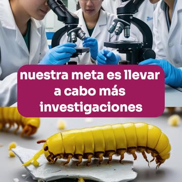 Descubren un gusano con la capacidad de ingerir y degradar el plástico.