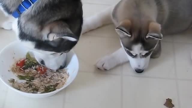 Siberian Husky Puppy tries to steal food from Dad, Brother warns her.