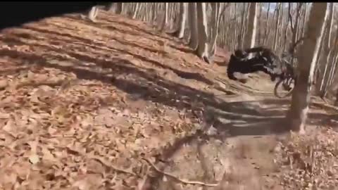 MTB Bike Fail 2022 - ich dachte der Baum #self made #Bodyfake