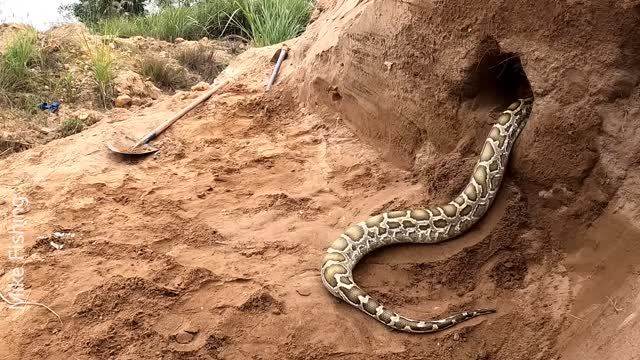 Beware: Snake lay eggs and Attack girls on expedition. Thanks to hunters who came to rescue.