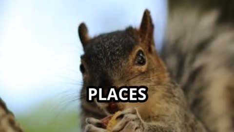 The Squirrel: Nature's Little ENGINEER!