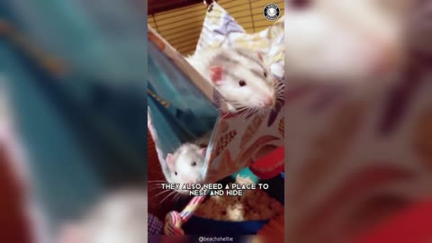 Rats 🐁🐀 why they make great pets