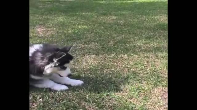 Husky Puppies Funny Compilation