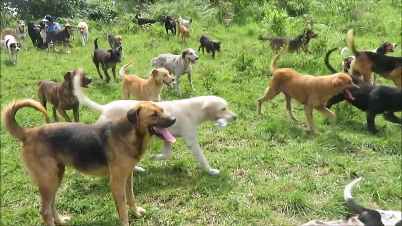 Land of strays - Animal Rescue