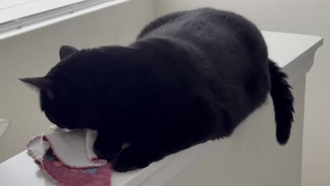 Adopting a Cat from a Shelter Vlog - Cute Precious Piper Guards the Staircase from the Wall