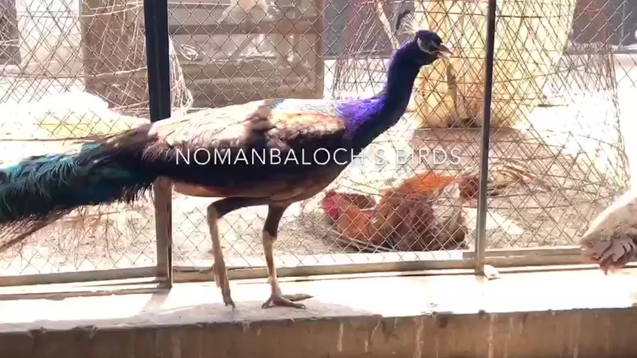 Purple black shoulder peacock..