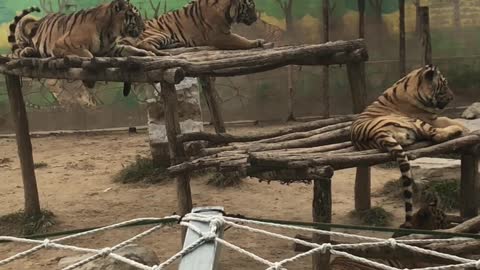 Tigers are walking around laughing and playing