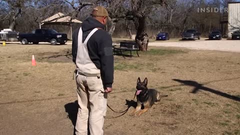 How Military Dogs Are Trained | Boot Camp | Business Insider