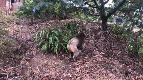 Walking with a koala to safety