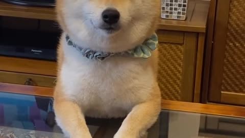 Cute shiba inu eating Japanese food