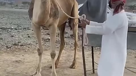 CAMEL