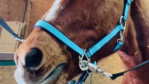 BoJack the Horse Giving a Big Smile