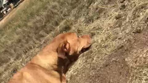 Old Fat Al The Good Old Boy Loves Going On Walks