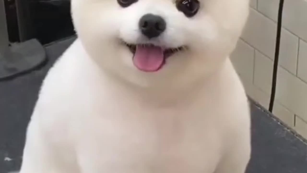 Cute baby 🍼 dog💕💕