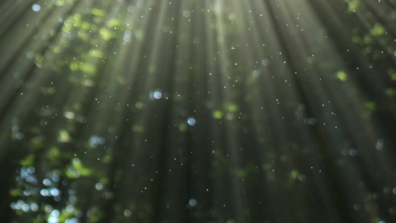 Relaxing Forest with Small River Sounds: Perfect for Go-to-Sleep Relaxation