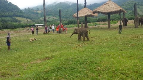 Baby elephant loses patience after chasing a dog.