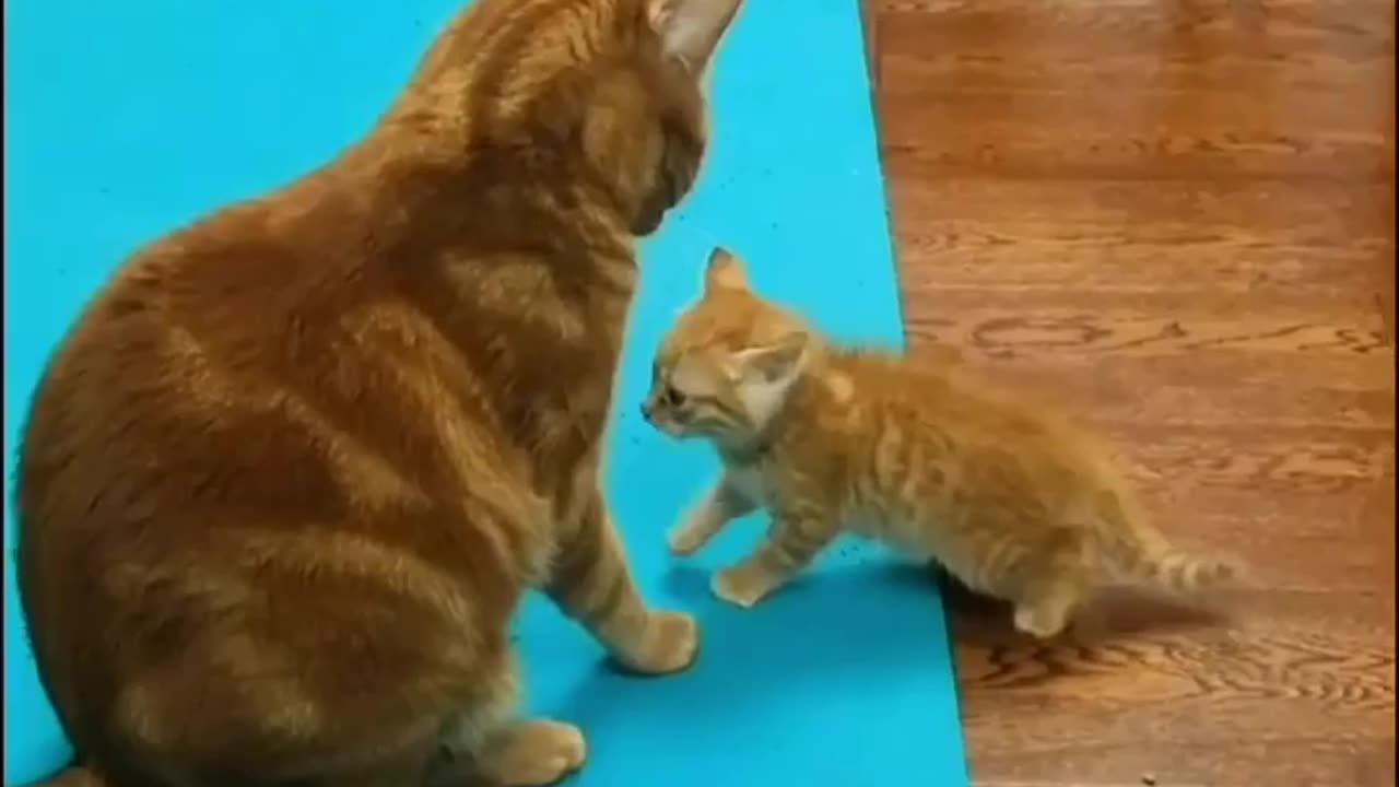 Mother cat and baby cat love