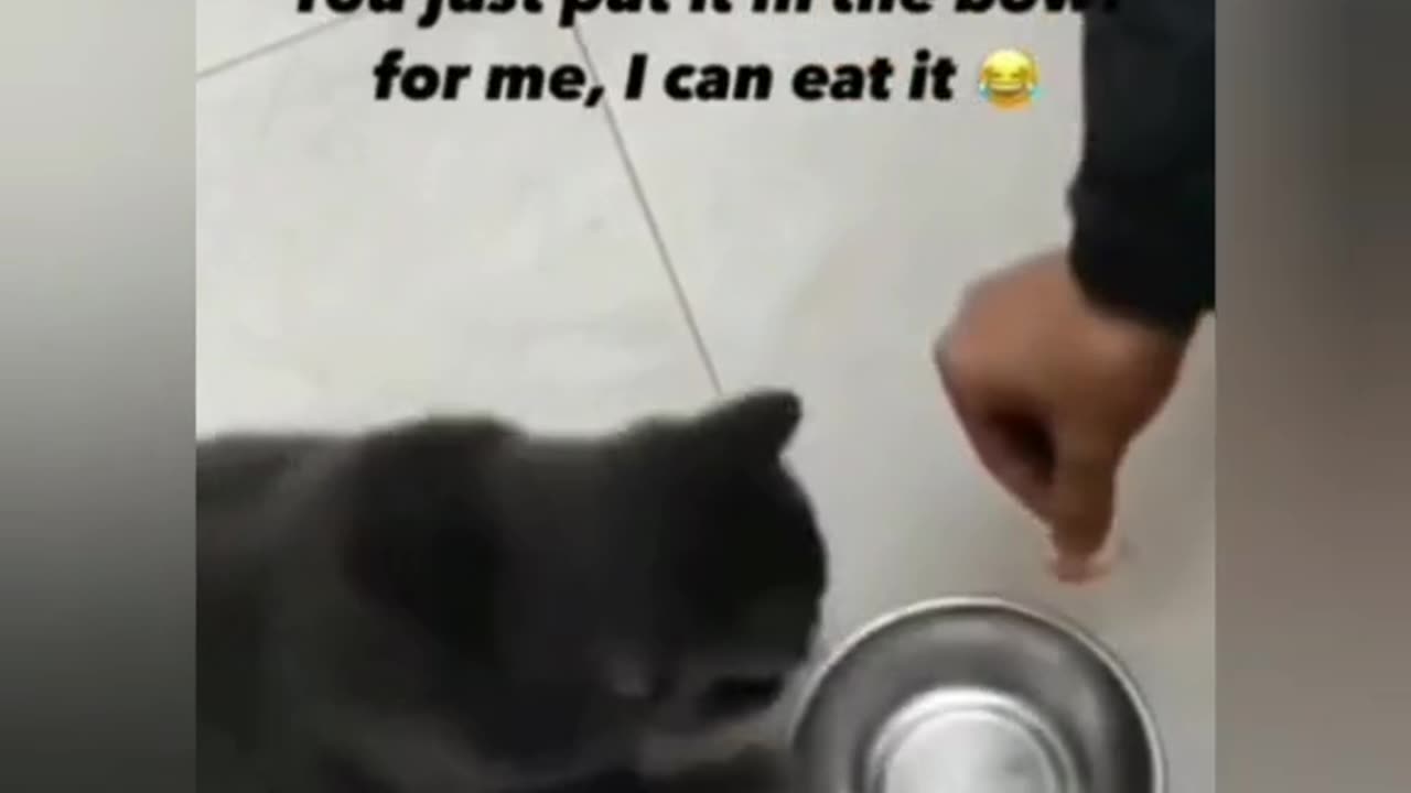 Funny animals compilation #6 feeding time