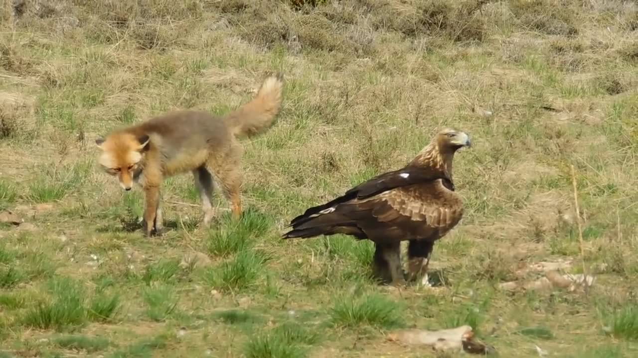 Golden Eagle v Fox Face off