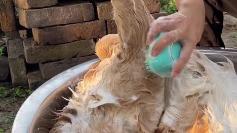 #dog🐶#comedy🤣#funny #viral #viral #trending