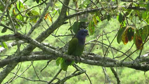 Nature Ave Bird Parrot Fauna