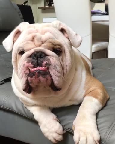Gracioso bulldog se esfuerza por verse rudo