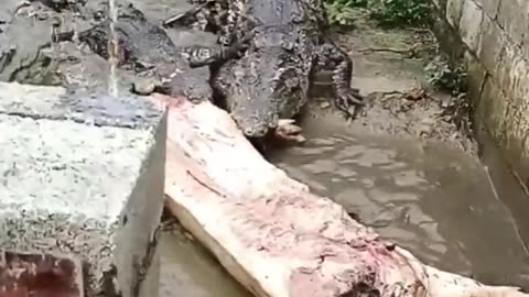 Lunch time for crocodiles