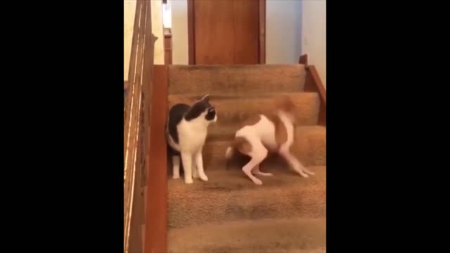 cat VS cat fight of the year 2022