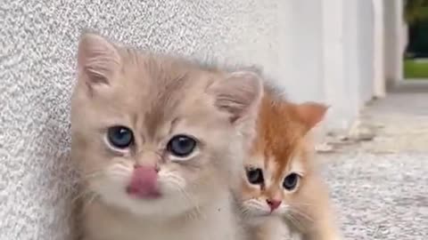 Two Cute Little Kitten's