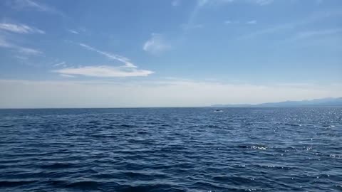 An Unexpected Humpback Whale Breach- August 18th 2022