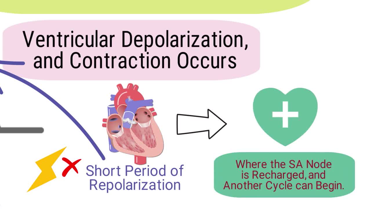 What is an Electrocardiogram? (EKG/ECG) *SIMPLE Explanation*