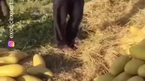 The end funny #viral