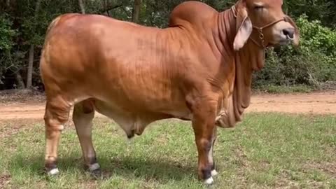 What kind of animal is it