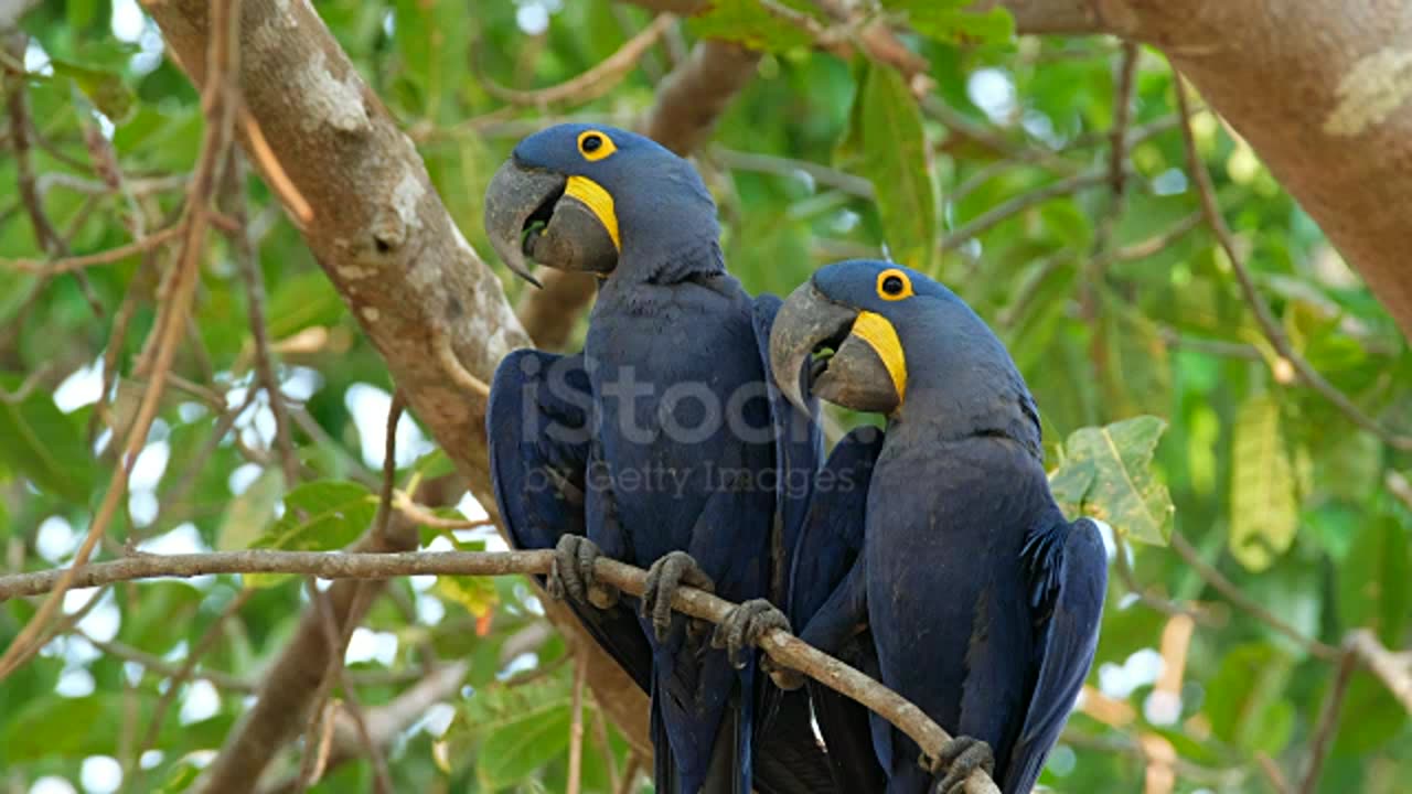 Beautiful macaw