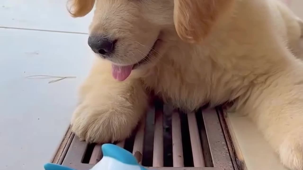 Very cute dog play with fish toy