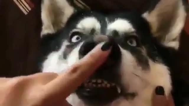 Cute and funny dog videos #8