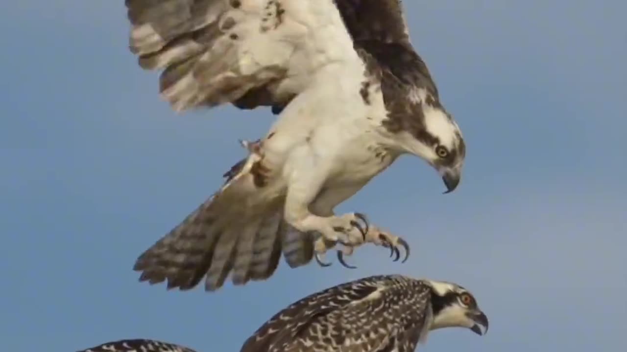 Eagle trying to fit itself in the nest