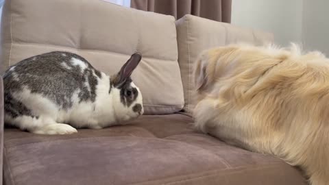 Golden Retriever Meets New Friend Mr.Rabbit