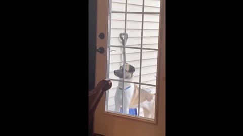 The Ultimate Funny Cat and Dog Video Compilation | 2022 - 2023