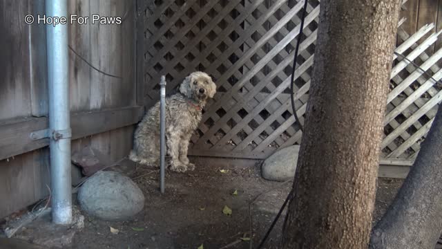 Paddington - homeless and lonely... can you help him?