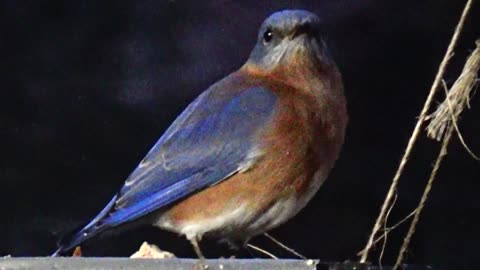 Bluebird