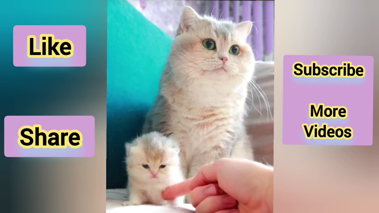Funny animals - Funny cats / dogs - Funny animal videos 1