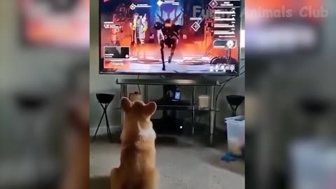 Funny Animals Video - Best Cats😹 and Dogs🐶 Videos of the Week 2022! Funny Animals' Club