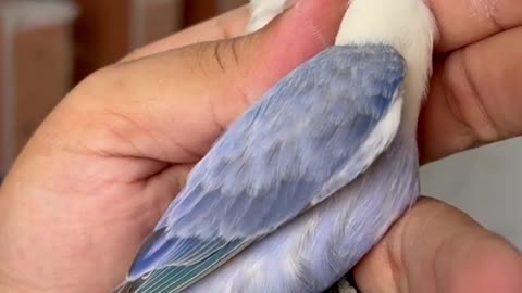 Beauty of LoveBird Parrot 💕 Lovebirds Collection