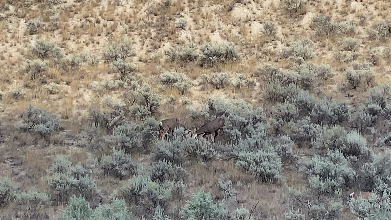 Young bucks fighting