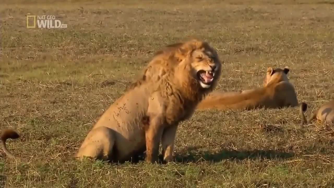 Fun Lion