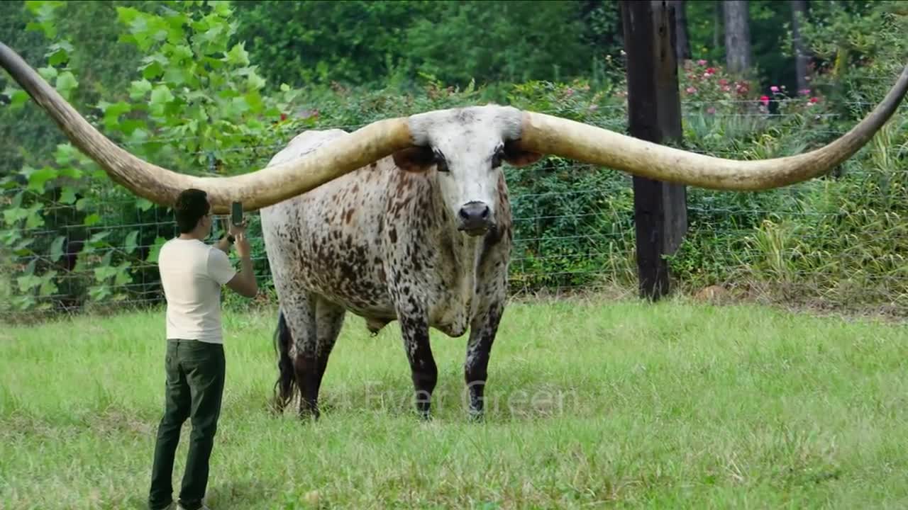 10 Animals With The Biggest Horns In The World ~(4EverGreen)